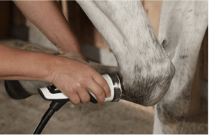 shockwave therapy on horse knee